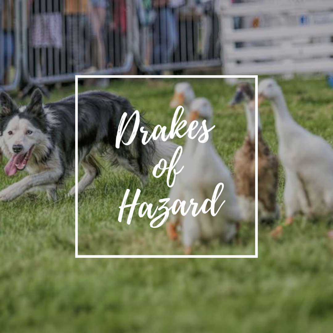 The Drakes of Hazard (Sunday)